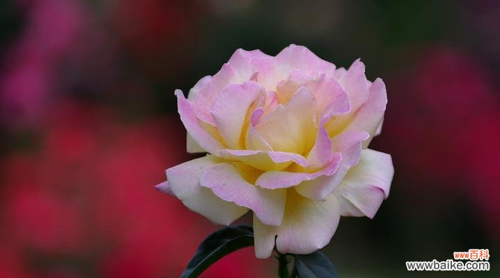 探寻月季花的寓意 月季花语