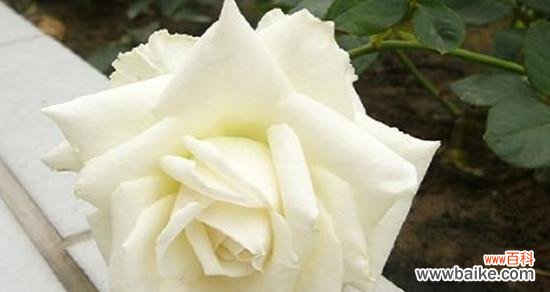 解读白色玫瑰的隐含信息 白色玫瑰花的含义与象征