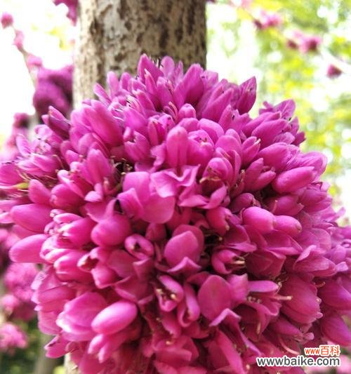 传递团聚与幸福的百合花语 团圆美满的花语——寄托幸福和祝福的百合花