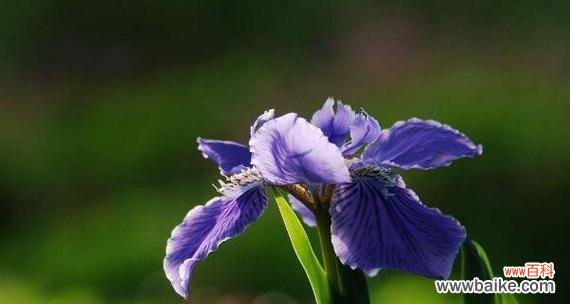 用这种花的花语 挽回爱情的秘密花语