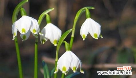 挽留爱情的“断肠花”——牵牛花的花语 以牵牛花的花语为主题的文章