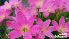 白色康乃馨传递温柔善良之美 温柔善良——以白色康乃馨为主题的花语