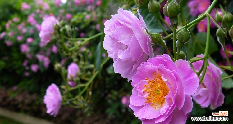 以白玫瑰为主题的花语 等你——花开的等待