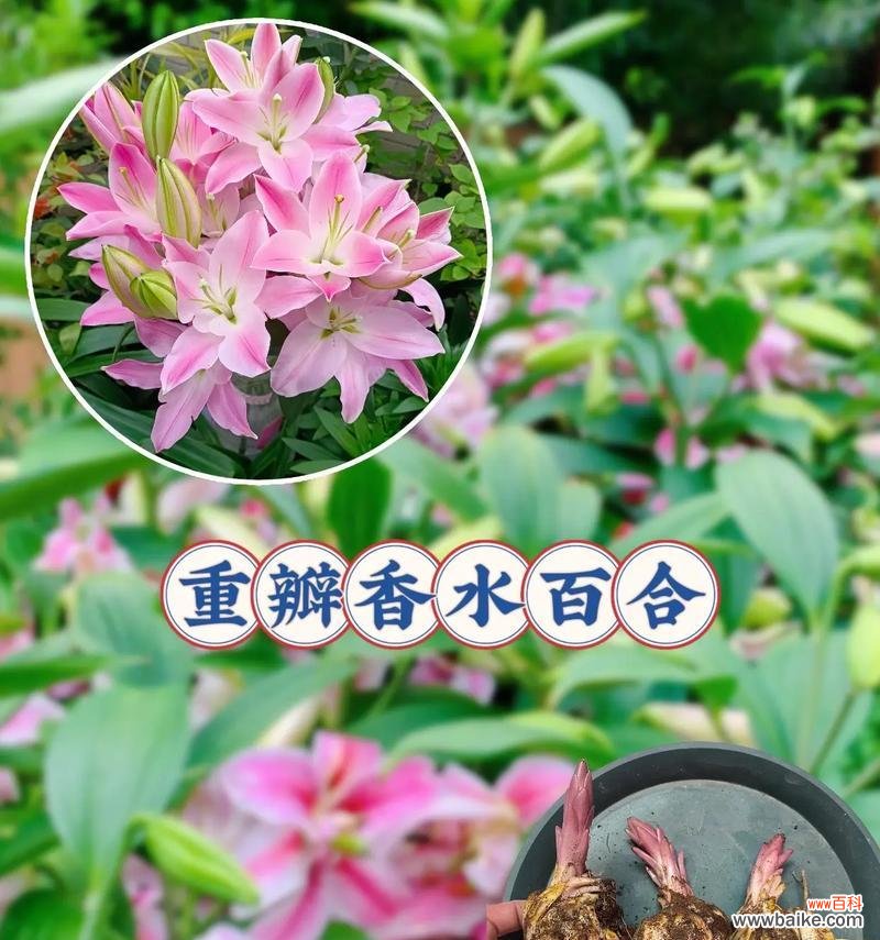 牡丹和百合搭配的花语代表什么含义？