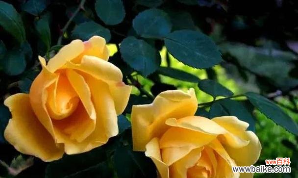 黄玫瑰花在送礼中的寓意是什么?