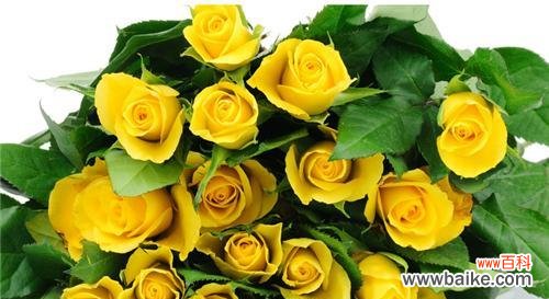 黄玫瑰花在送礼中的寓意是什么?