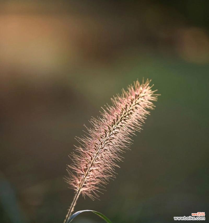 狗尾巴草花语是什么?狗尾巴草在民间传说中的意义是什么?