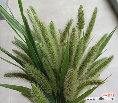 狗尾巴草花语是什么?狗尾巴草在民间传说中的意义是什么?