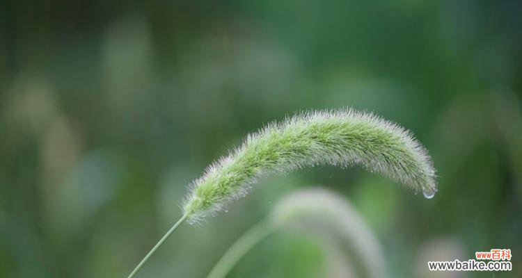 狗尾巴草花语是什么?狗尾巴草在民间传说中的意义是什么?