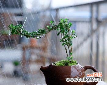 六十岁生日适合送哪种盆栽?