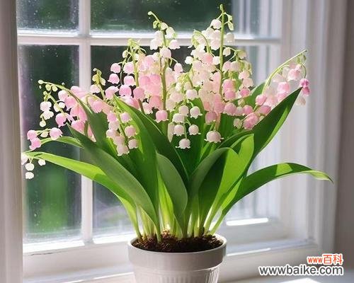 六十岁生日适合送哪种盆栽?