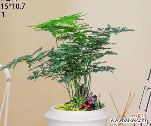 六十岁生日适合送哪种盆栽?