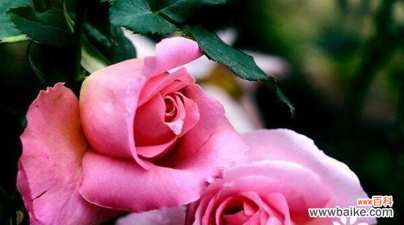 陌生女生送玫瑰花有何含义?这种行为背后可能隐藏什么信息?