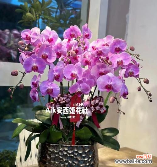 羊肉馆开业适合送什么盆栽？哪种盆栽作为开业礼物最合适？