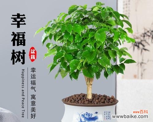 羊肉馆开业适合送什么盆栽？哪种盆栽作为开业礼物最合适？