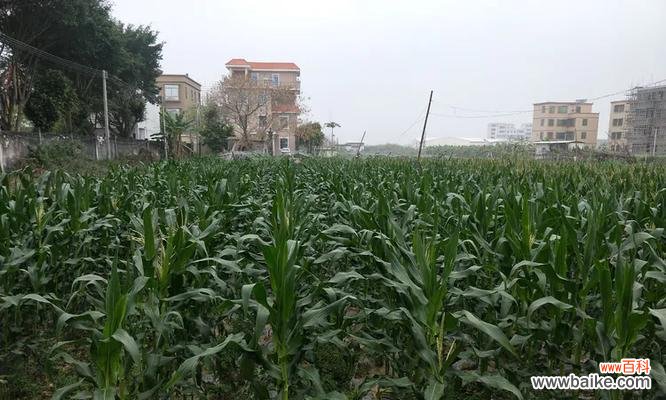 “谁有一瓶农药啊”是什么意思？这句话背后隐藏着什么含义？