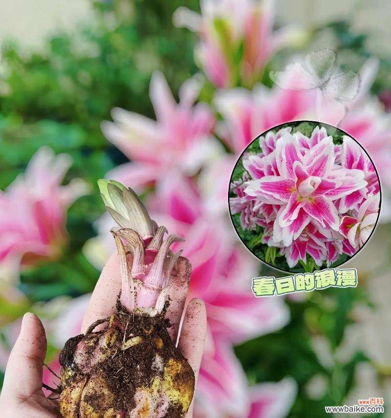 百合花的花语是什么？百合花代表了哪些美好寓意？