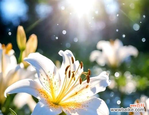 百合花象征着什么意义？这种花卉在不同文化中的寓意是什么？