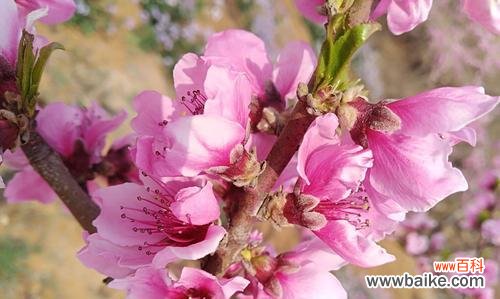 粉色的黑玫瑰有何含义？粉色黑玫瑰的特别寓意是什么？