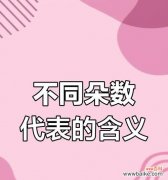 不同数量的玫瑰花各自有何含义？