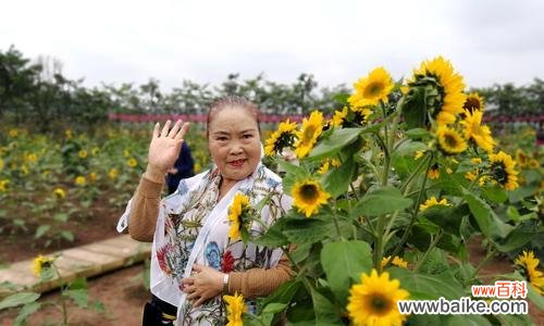 百合练柔道在花语中代表什么？