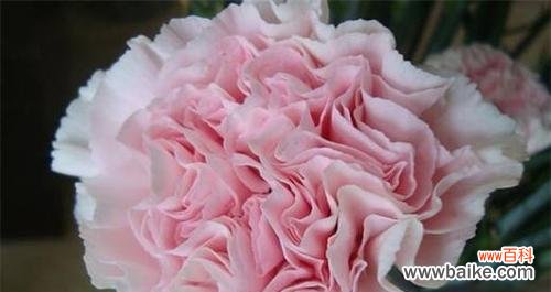 探寻康乃馨的深刻内涵与鲜花文化 康乃馨的花语与寓意