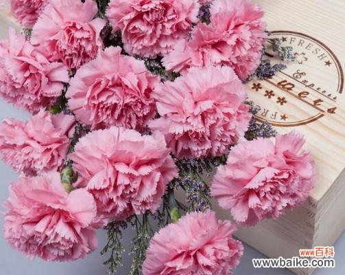 探寻康乃馨的深刻内涵与鲜花文化 康乃馨的花语与寓意