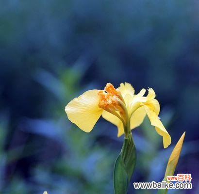 唤起人们对生命的珍视与感恩之情 菖蒲花语——花开花落的人生旅途