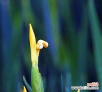 唤起人们对生命的珍视与感恩之情 菖蒲花语——花开花落的人生旅途