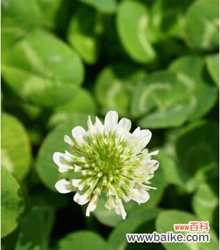 探究三叶草代表的意义，寓意与象征 三叶草的花语