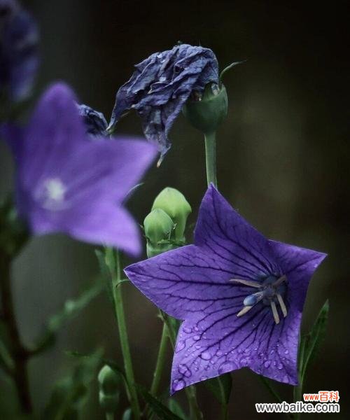 一朵花，千种含义；一种花，万般情感 探秘桔梗花的花语