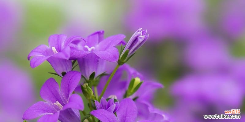 一朵花，千种含义；一种花，万般情感 探秘桔梗花的花语