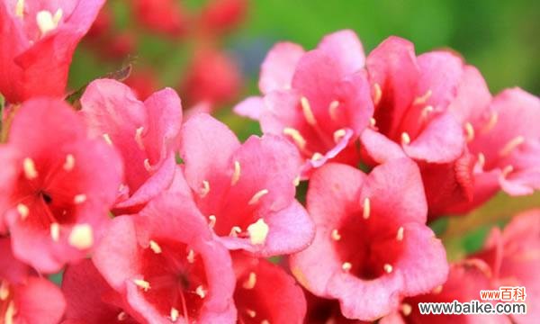 锦带花的特点及其象征意义 锦带花花语解析