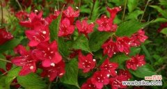 锦带花的特点及其象征意义 锦带花花语解析