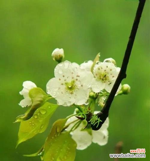 揭秘梨花的情感寓意 梨花花语与象征意义