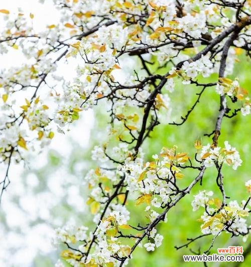 揭秘梨花的情感寓意 梨花花语与象征意义