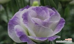 探寻爱的深度 无言的爱——以什么花的花语为主题的文章