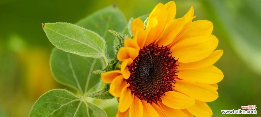 向日葵的花语 希望的阳光——以向日葵的花语为主题的文章