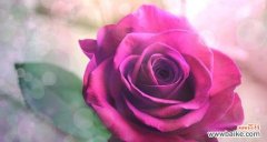 向日葵花语传达“喜欢你”的情感 花语告白