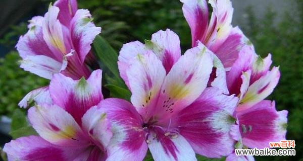 以风信子为载体 缘起相逢，花语倾诉