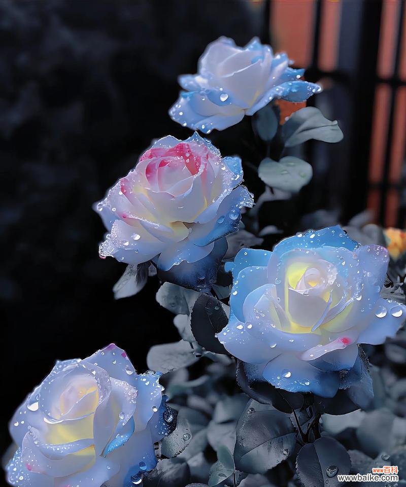 玫瑰花的终生花语有何深意？如何表达爱意？