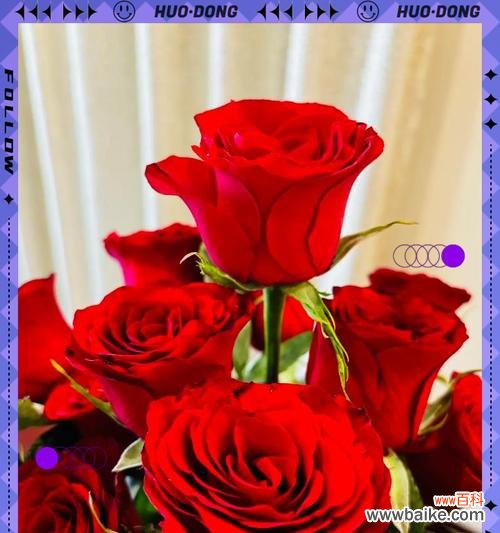 玫瑰花的终生花语有何深意？如何表达爱意？