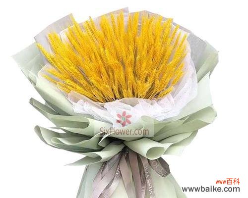 麦穗的花语是什么？它在送礼中有何寓意？