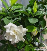 栀子花的花语是什么？栀子花在花语中代表什么？