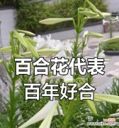 百合是什么象征？百合花通常代表什么？