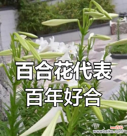 百合是什么象征？百合花通常代表什么？