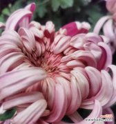 哪种花寓意好运？适合玩赏的花卉有哪些？