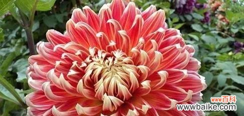 哪种花寓意好运？适合玩赏的花卉有哪些？