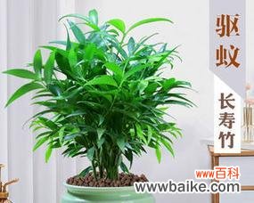 哪些绿植花卉象征平安？它们的寓意是什么？