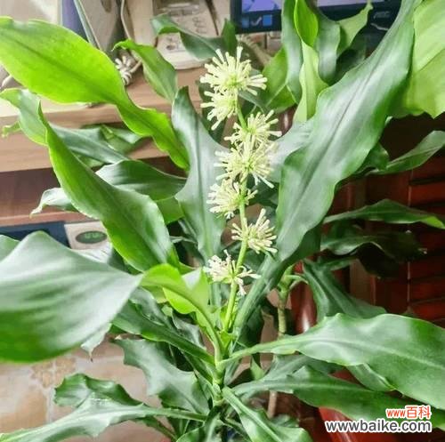 哪些绿植花卉象征平安？它们的寓意是什么？